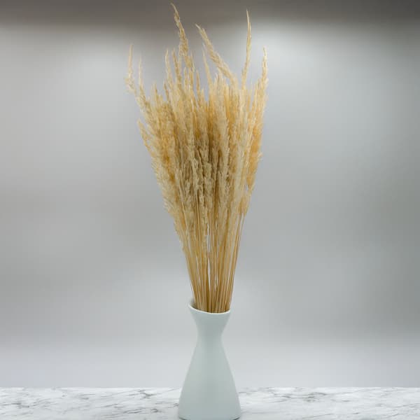 Sandrörsgräs (Calamagrostis epigejos) - Vit
