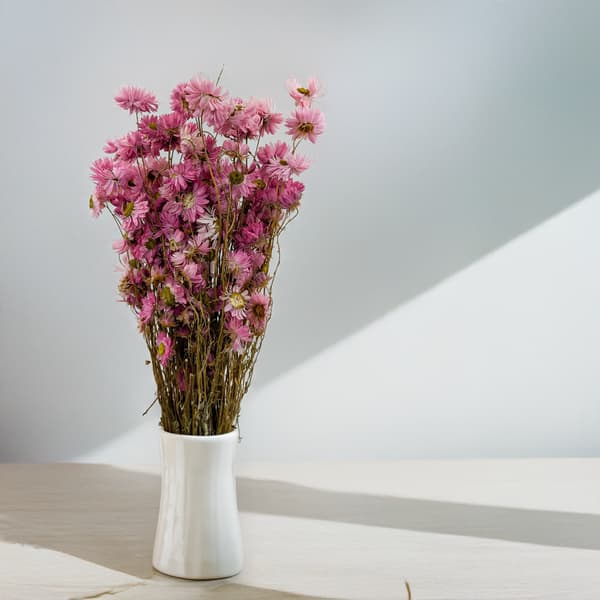 Tørret Suchlin - Suchołuska - (Acroclinium) - Lyserød