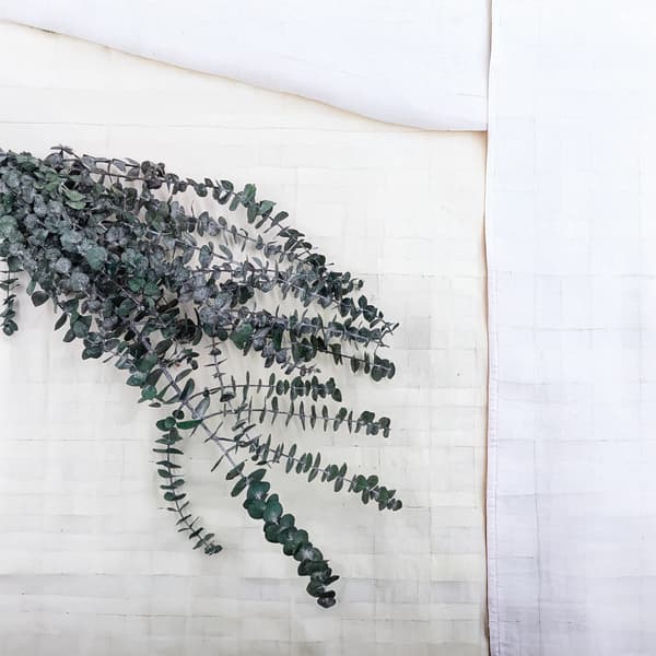 Stabiliseret eukalyptus - Babyblå - Grøn