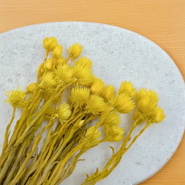 Kaapsblomst - Phaenocoma prolifera - (Kap-halmblomst) - Gul