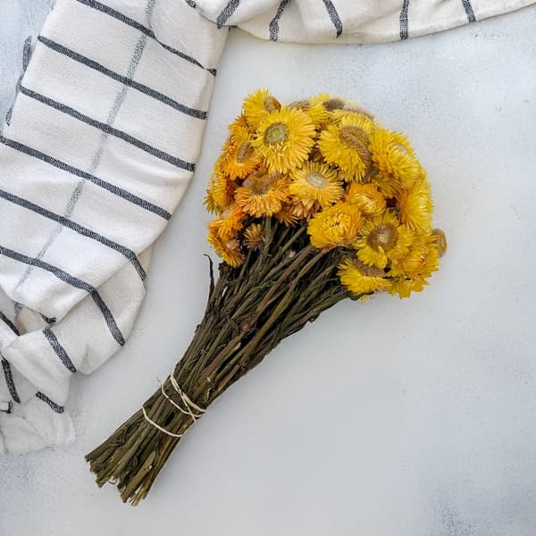 Tørret Helichrysum - (Helichrysum) - Gul