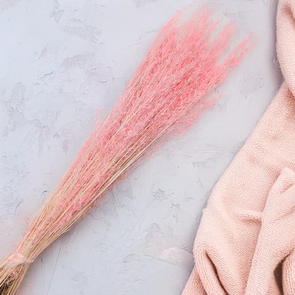 Torkad darrande växt - (Briza Segromigno) - Rosa