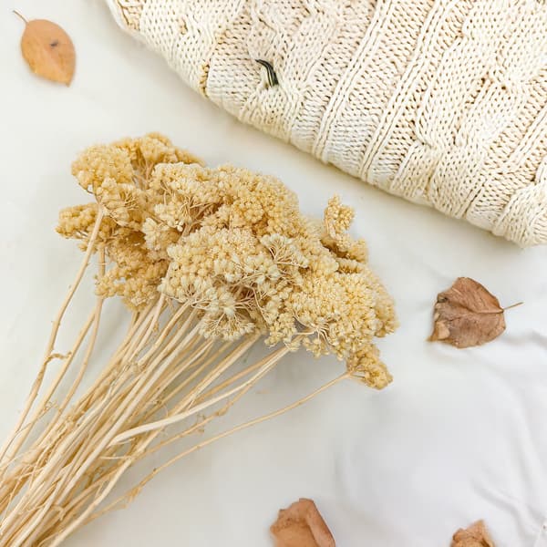 Torkad rölleka - (Achillea) - Blekt