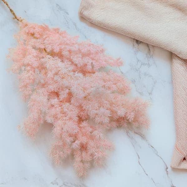 Stabiliseret asparges - Ming-bregne - Pastelrosa