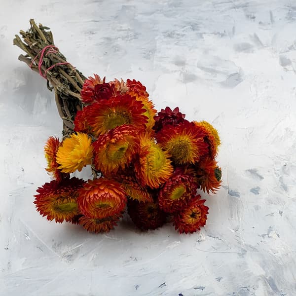 Tørret Helichrysum - (Helichrysum) - Appelsin