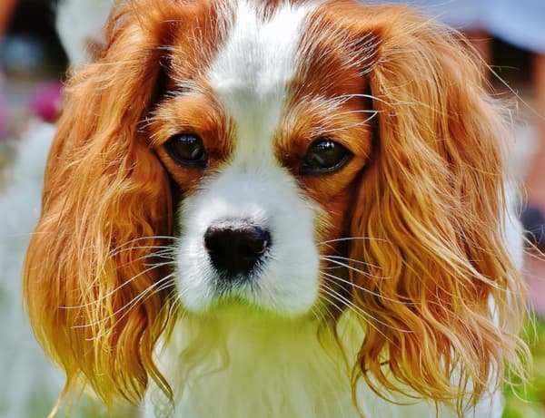 CAMON hundblöjor storlek XL engångs 12 st