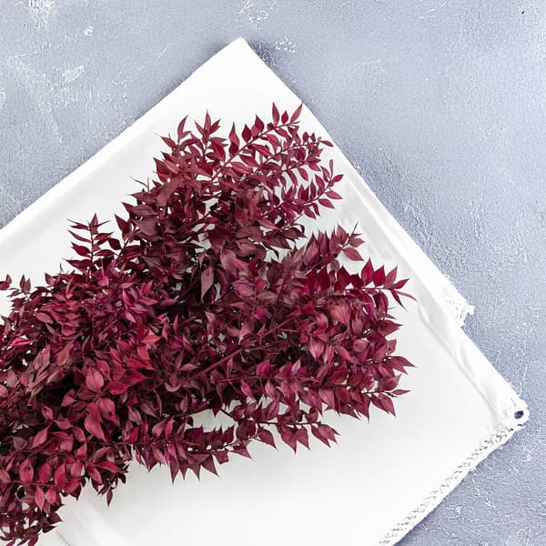Stabiliseret Ruscus - (Ruscus) - Kirsebær