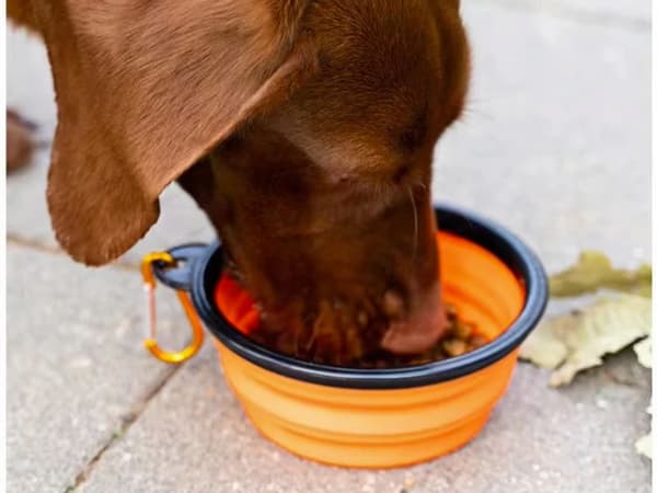 Vikbar hundskål L orange (200) GAB_A