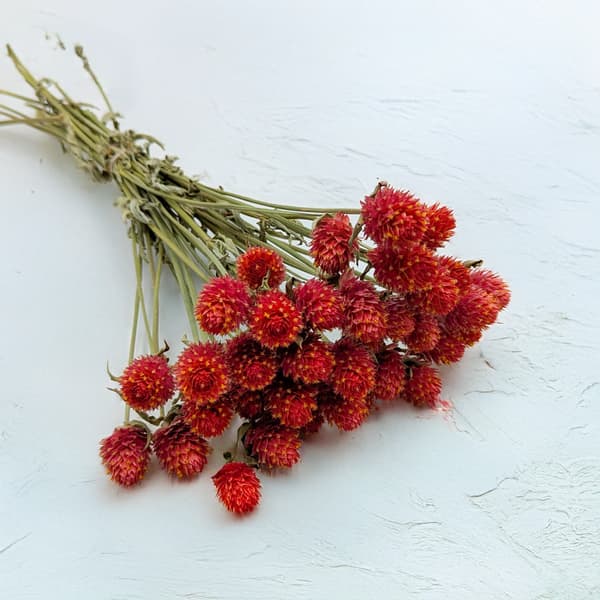 Torkad Gomphrena Globulus - Bukett - (Kulformad evig) - Apelsin