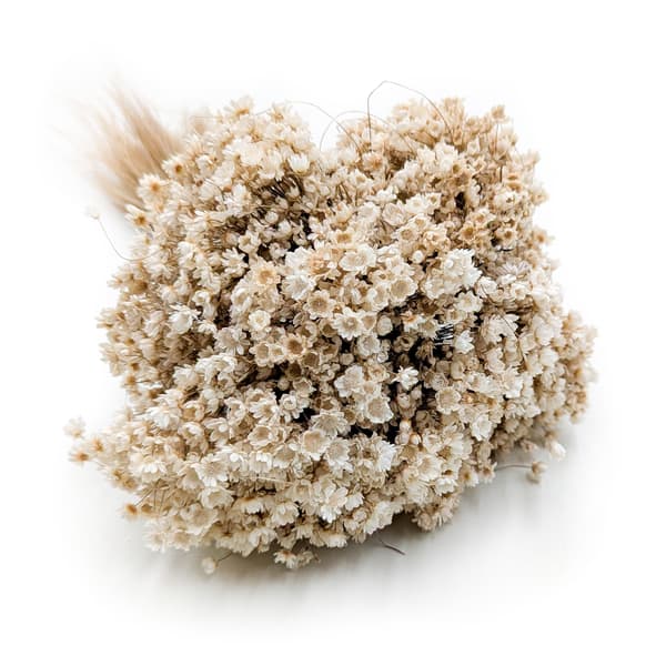 Torkad Glixia - (Glycine Marcela) - Naturvit