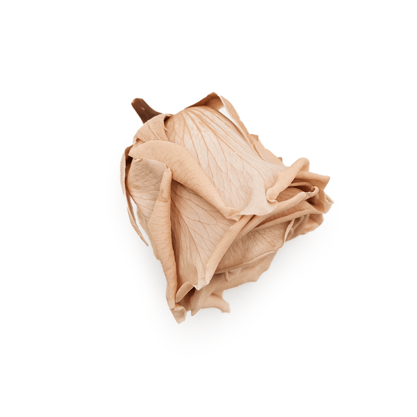 Stabiloitu ruusu - Lihaväri - Nude - XL - 3 kpl