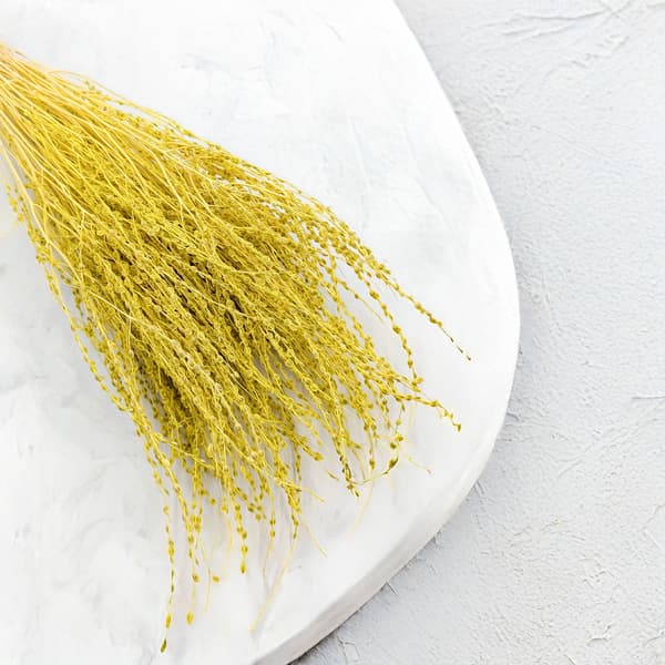 Lepidium (Lepidium sativum) - Keltainen