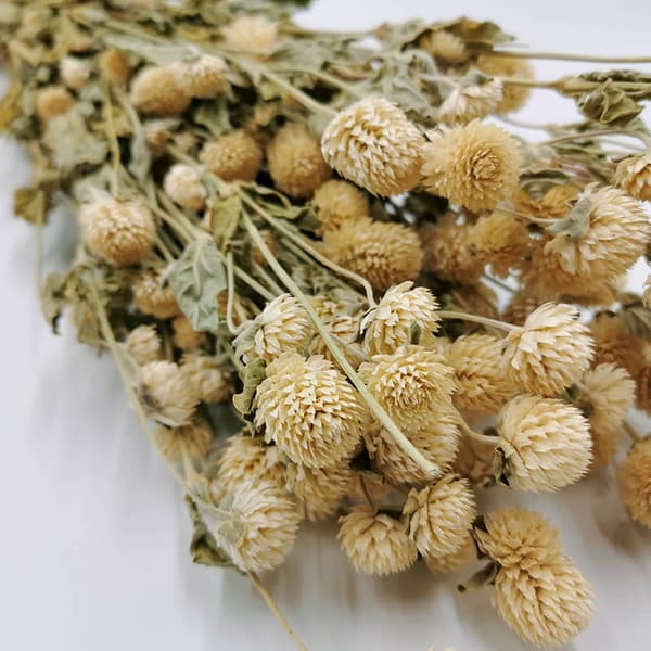 Torkad Gomphrena Globulus - (Globular Eternal) - Vit