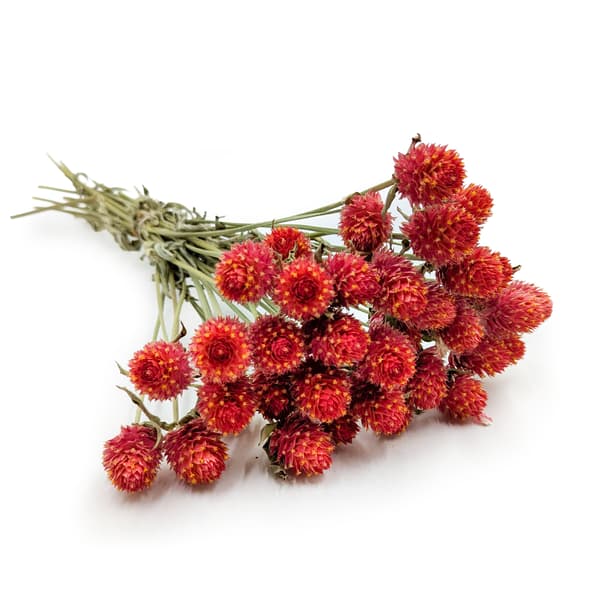Torkad Gomphrena Globulus - Bukett - (Kulformad evig) - Apelsin