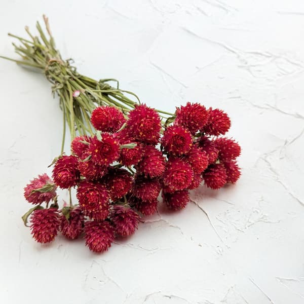 Tørret Gomphrena Globulus - Buket - (Globular Everlasting) - Rød