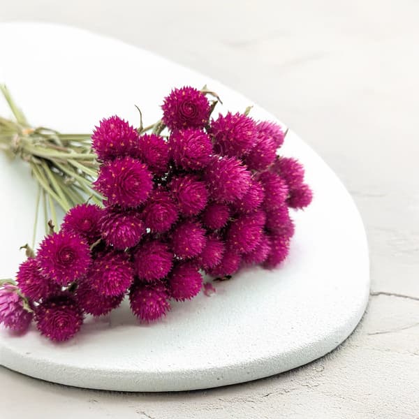 Torkad Gomphrena Globulus - Bukett - (Globular Eternal) - Rosa