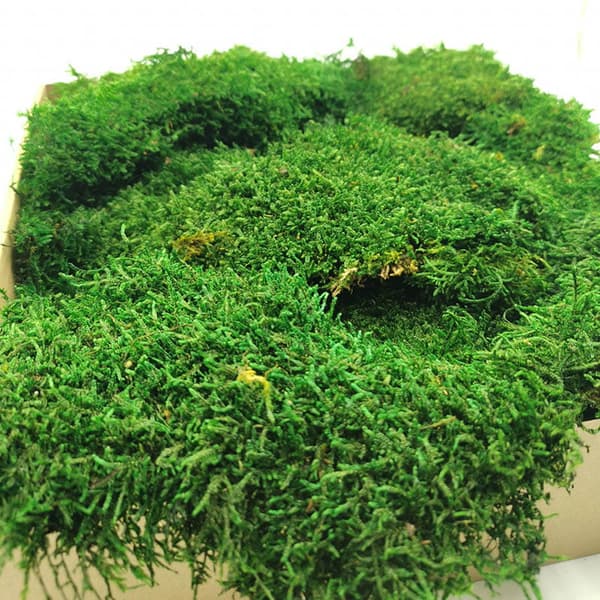 Flat Moss - Ruotsi - Keskivihreä luonnonvärinen 200g