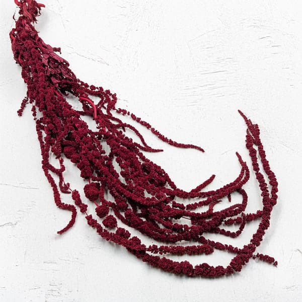 Stabiliseret amarant - Amaranth - Bourgogne