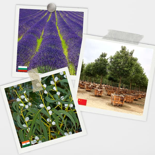 Aromatiske olier til aromaterapi 100% NATURLIGE