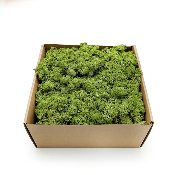 Rensdyrmos - Norge - Mellemgrøn 500g NETTO