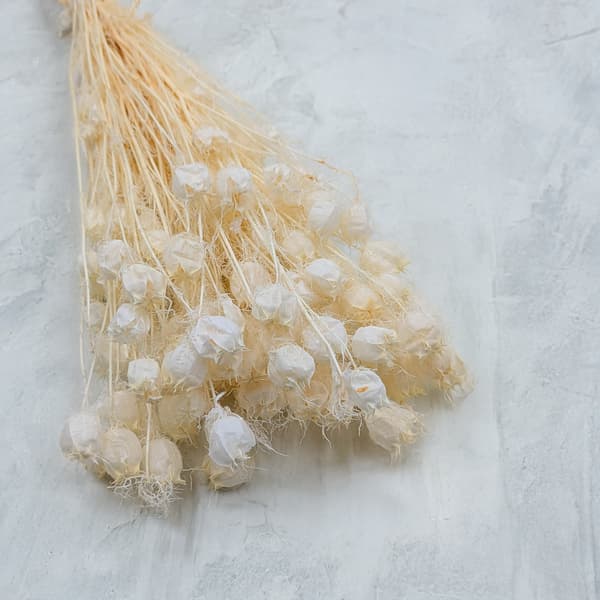 Tørret sort spidskommen - (Nigella Damascena) - Bleget