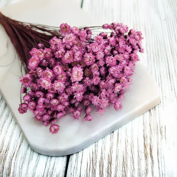 Torkad Glixia - (Glycine Comanthera) - Rosa