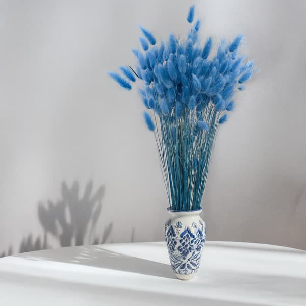 Tørret Lagurus - Lagurus ovata - Azure