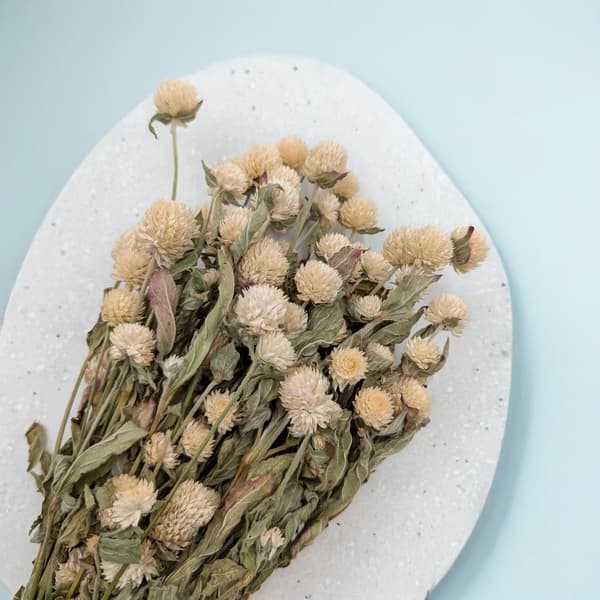 Torkad Gomphrena Globulus - (Globular Eternal) - Vit