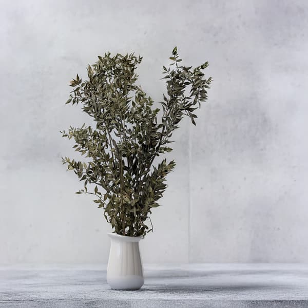 Kuivattu ruscus - (Ruscus) - Luonnollinen