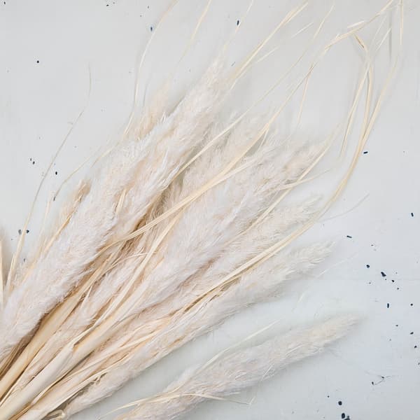 Mini Pampas-ruoho - valkaistu - 10 kpl
