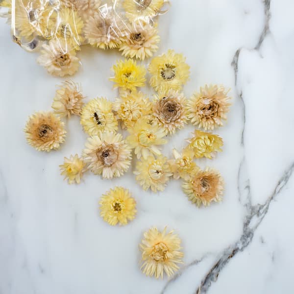 Tørrede Helichrysum - Hoveder - (Helichrysum) - Citron