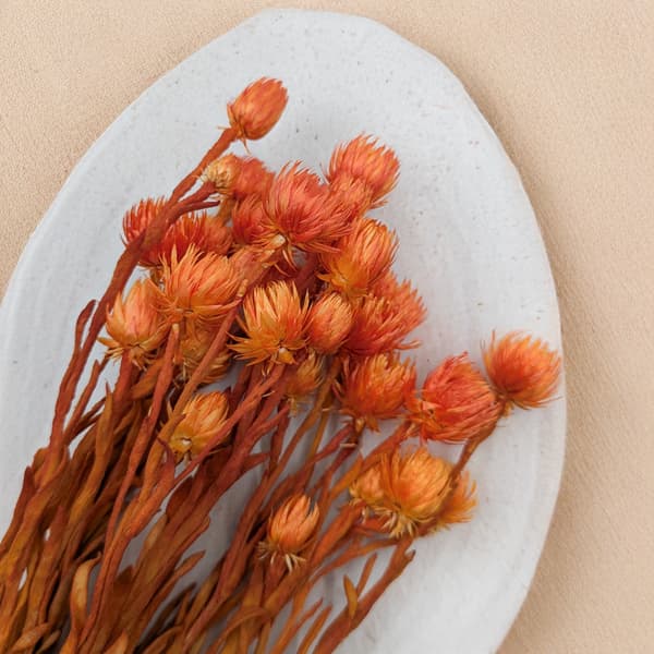Kaapsblomst - Phaenocoma prolifera - (Kap-halmblomst) - Orange