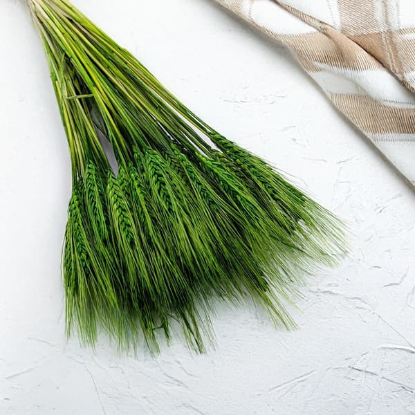 Tørret triticale - flaskegrøn