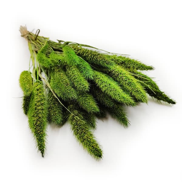 Green Foxtail Setaria (Setarea) - bukett