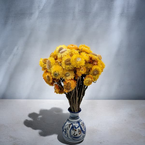 Tørret Helichrysum - (Helichrysum) - Gul