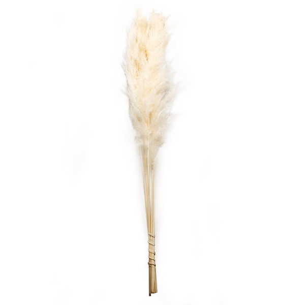 Blekt pampasgräs - 120 cm - bukett om 5