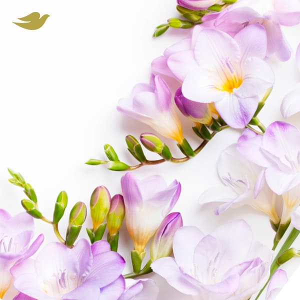 Dove Invisible Dry Antiperspirant
