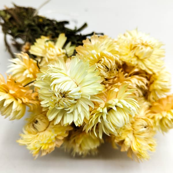 Tørret Helichrysum Granvia® - (Helichrysum Granvia®) - Strå
