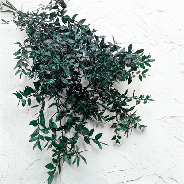 Stabiliseret Ruscus - (Ruscus) - Grøn