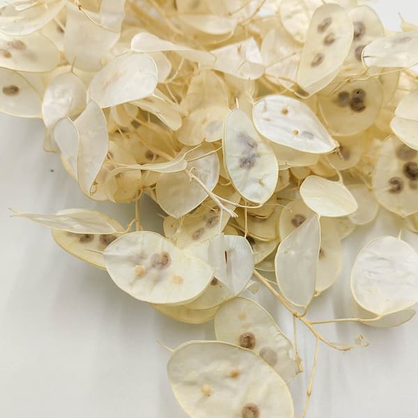 Vitt hembränt - (Lunaria) - Vit - Polen