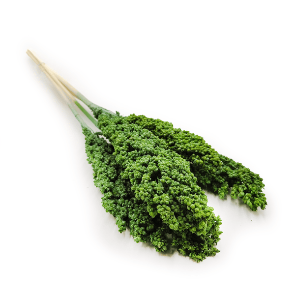 Sorghum millo - (Sorghum) - Grön 5 st