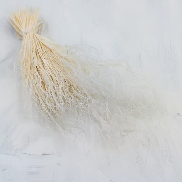 Kuivattu Stipa - Stipa pennata - Valkaistu