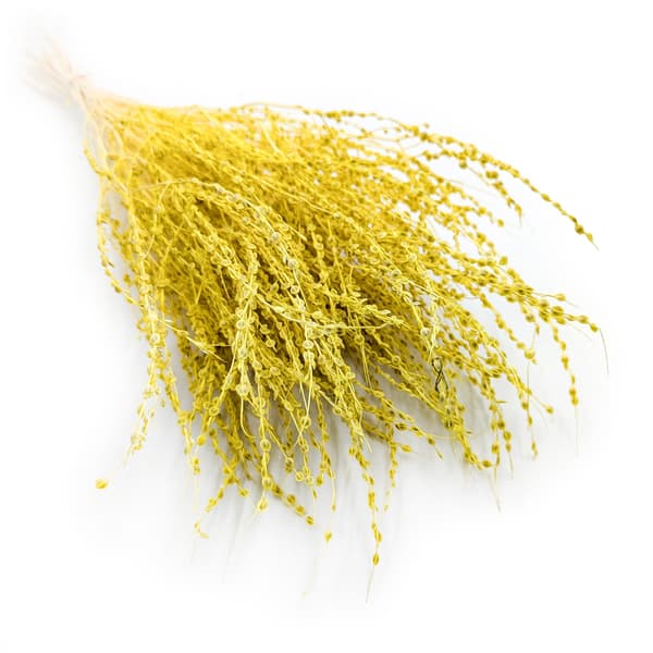 Lepidium (Lepidium sativum) - Keltainen