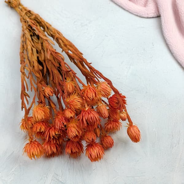 Kapblomma - Phaenocoma prolifera - (Kaphalmblomma) - Orange