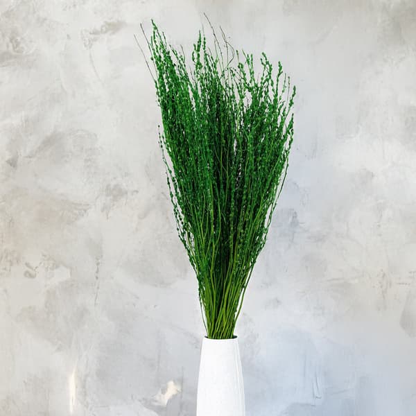 Lepidium (Lepidium sativum) - Grön