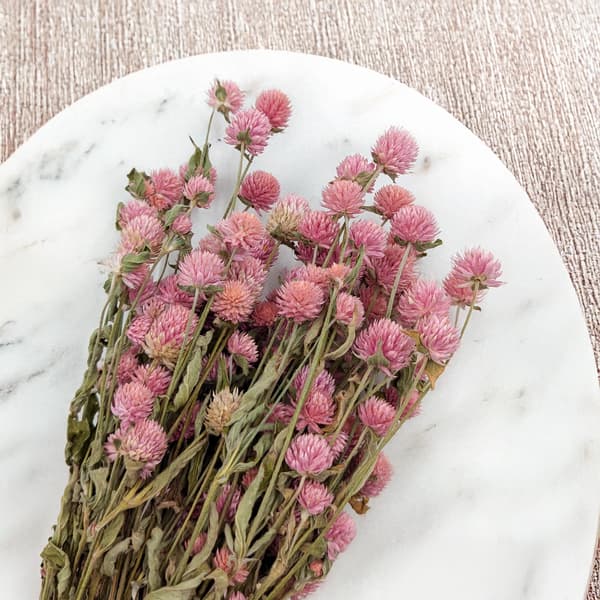 Tørret Gomphrena Globulus - (Globular Everlasting) - Lyserød