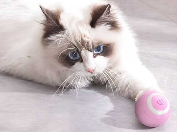 Automatisk boll för katt (200)