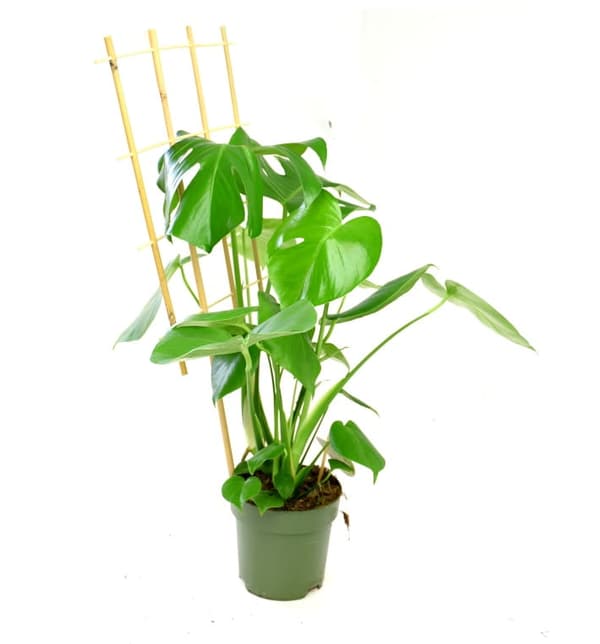Bambusstige 75 cm 3 stk. /10 stk./