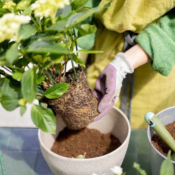 Universaljord 50L för blommor, grönsaker, prydnadsväxter, örter, frukter