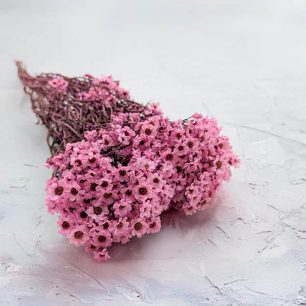 Torkad Oxodia - Rosa